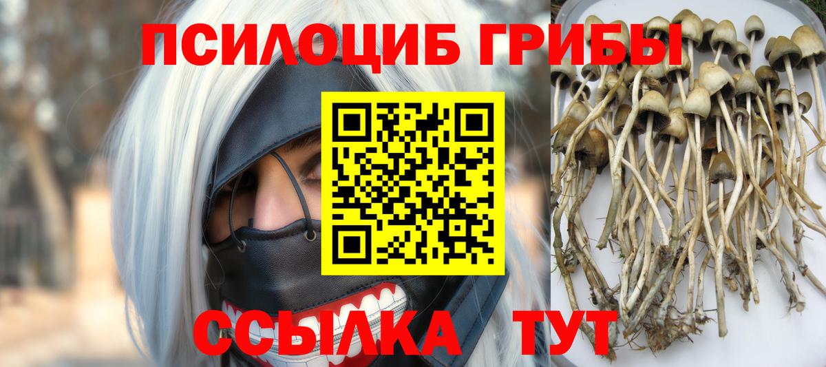 Псилоцибиновые грибы Psilocybine cubensis Зима